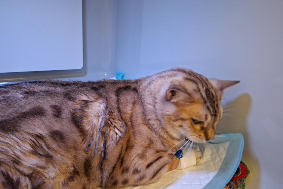 Fundmeldung Katze  Männliche Anderlecht Belgien