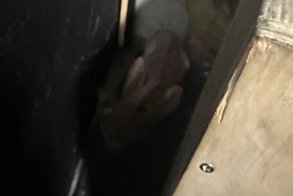 Fundmeldung Katze  Männliche Charleroi Belgien