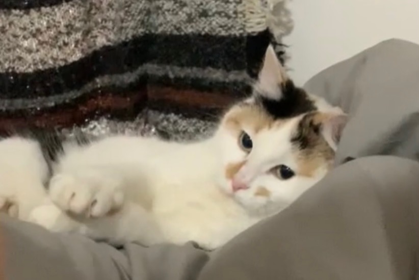 Vermisstmeldung Katze Weiblich , 3 jahre Vilvoorde Belgien