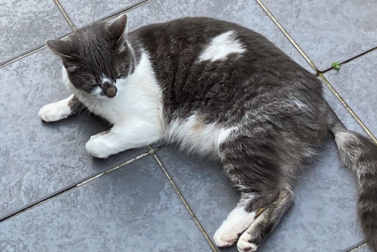 Vermisstmeldung Katze Weiblich , 3 jahre Halle Belgien Vermisstmeldung Katze Weiblich , 3 jahre Halle Belgien