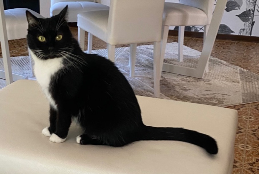 Vermisstmeldung Katze Weiblich , 10 jahre Namur Belgien Vermisstmeldung Katze Weiblich , 10 jahre Namur Belgien