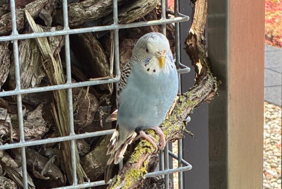 Fundmeldung Vogel Unbekannt Gent Belgien Fundmeldung Vogel Unbekannt Gent Belgien