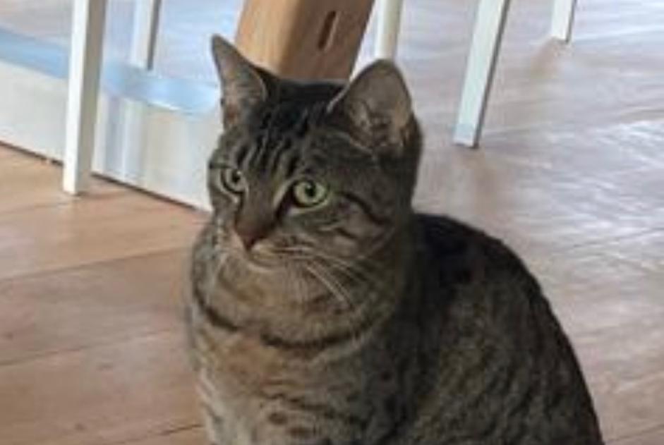 Disappearance alert Cat Female , 1 years Beersel Belgium