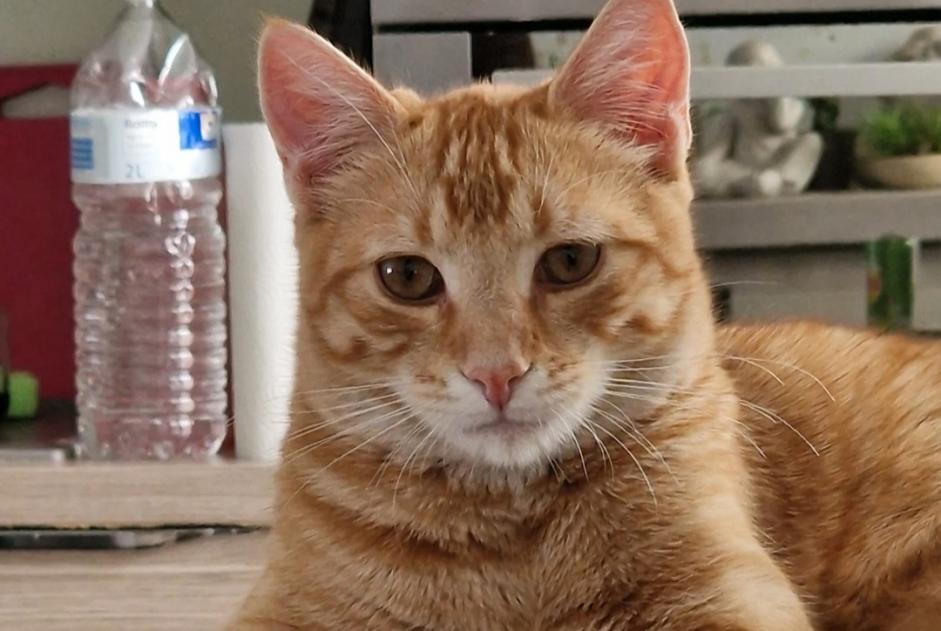 Disappearance alert Cat  Male , 2023 years Sint-Pieters-Leeuw Belgium