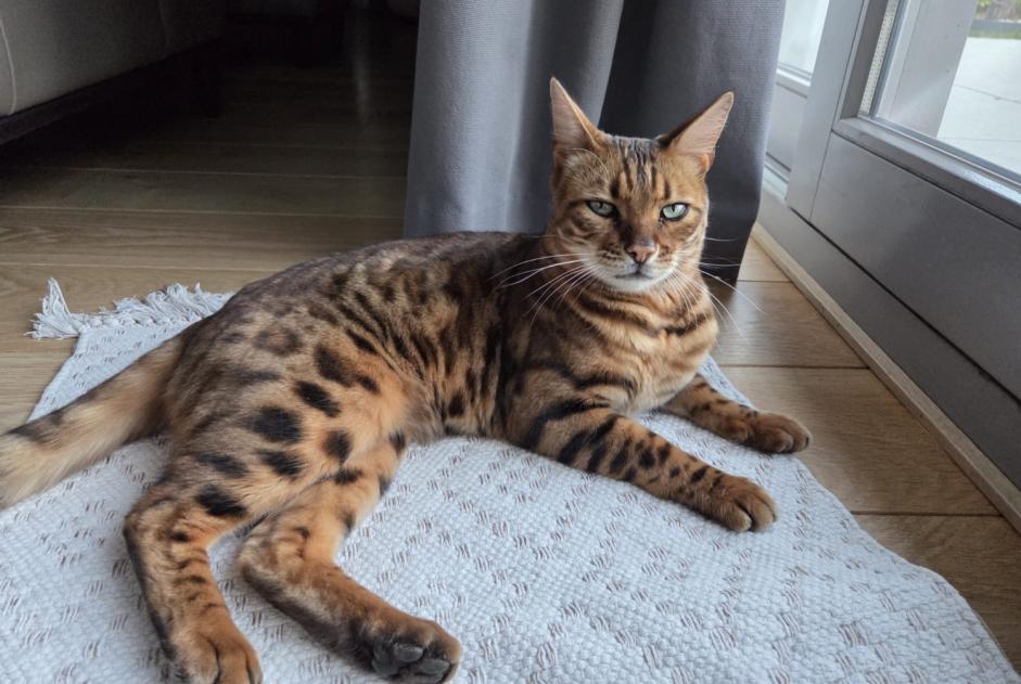 Disappearance alert Cat Male , 4 years Rhode-Saint-Genèse Belgium Disappearance alert Cat Male , 4 years Rhode-Saint-Genèse Belgium