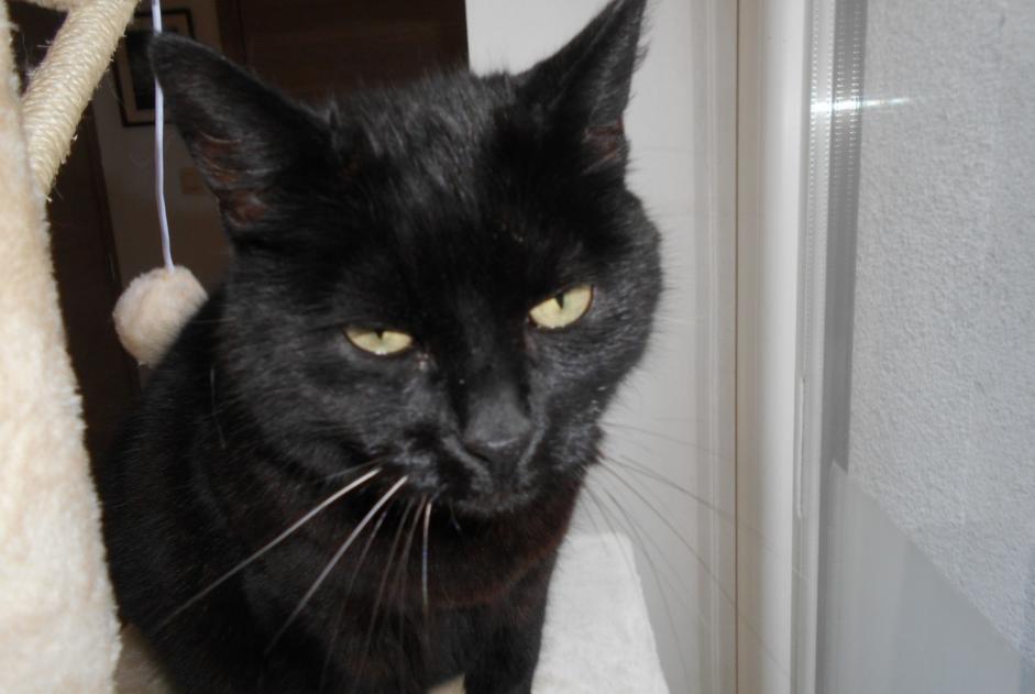 Disappearance alert Cat Female , 10 years Charleroi Belgium