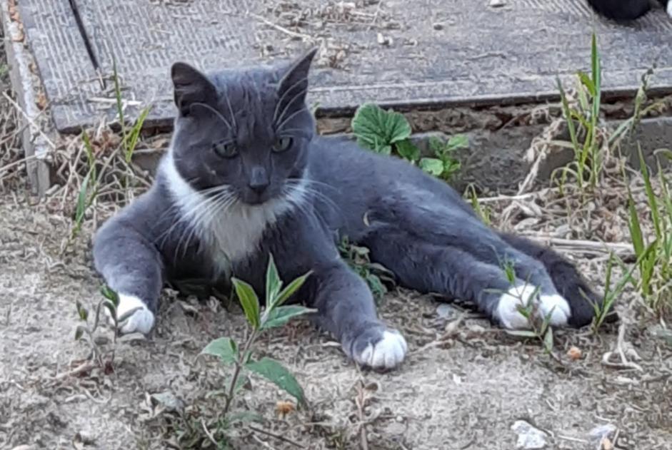 Disappearance alert Cat Male , 1 years Hannut Belgium