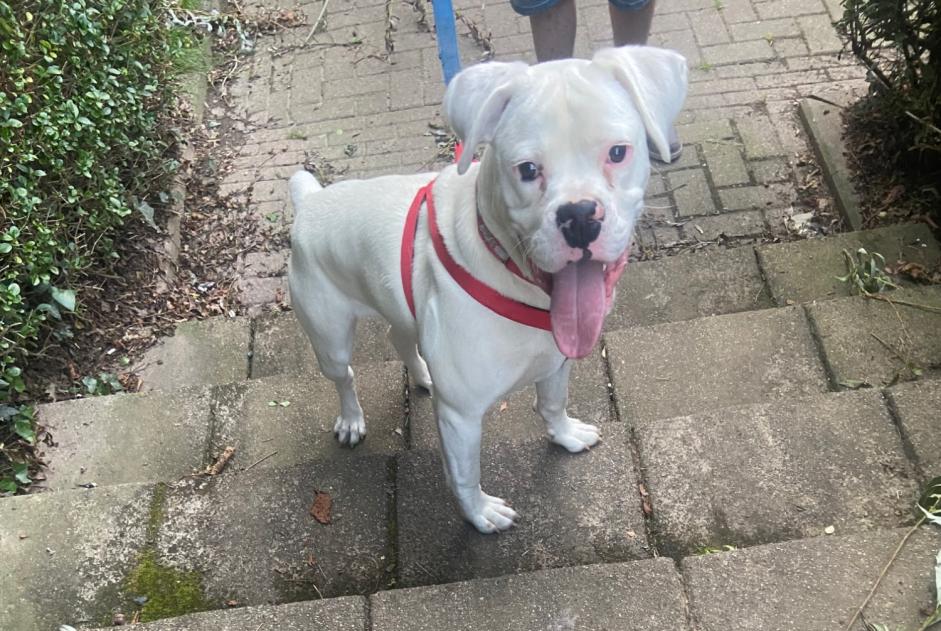 Disappearance alert Dog Male , 2 years Beersel Belgium Disappearance alert Dog Male , 2 years Beersel Belgium