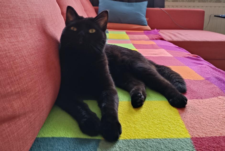 Alerta de Desaparición Gato Macho , 2 años Kapellen Bélgica Alerta de Desaparición Gato Macho , 2 años Kapellen Bélgica