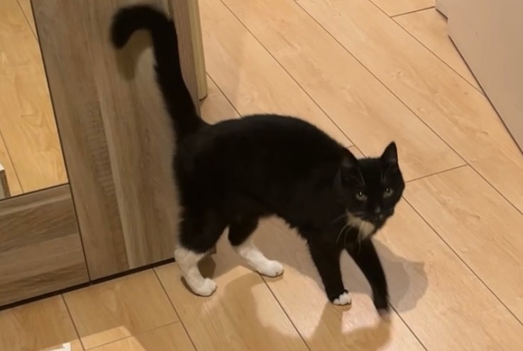 Alerta de Desaparición Gato Macho , 14 años Zemst Bélgica Alerta de Desaparición Gato Macho , 14 años Zemst Bélgica