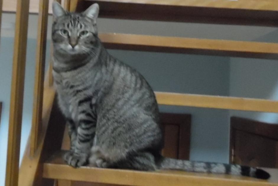 Alerta de Desaparición Gato Hembra , 9 años Sint-Pieters-Leeuw Bélgica Alerta de Desaparición Gato Hembra , 9 años Sint-Pieters-Leeuw Bélgica