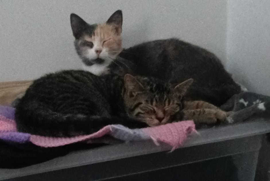Alerta de Desaparición Gato Hembra , 1 años Dilbeek Bélgica