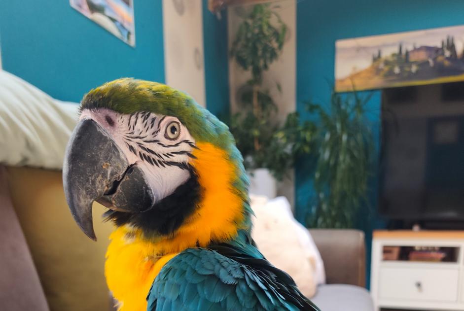 Alerta de Hallazgo Pájaro Desconocido Fauvillers Bélgica