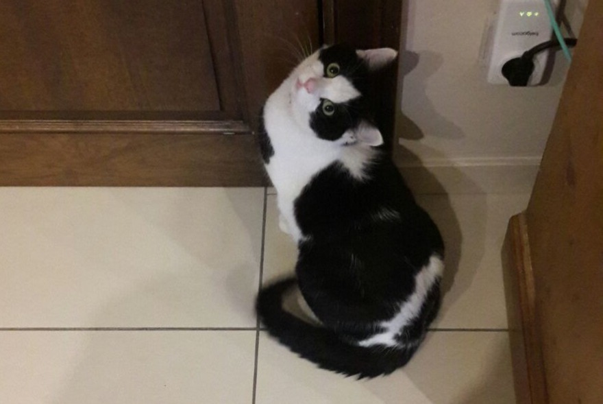 Alerte Disparition Chat croisement Mâle , 11 ans Overijse Belgique