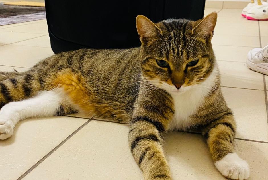 Alerte Disparition Chat Mâle , 2 ans Sint-Pieters-Leeuw Belgique Alerte Disparition Chat Mâle , 2 ans Sint-Pieters-Leeuw Belgique