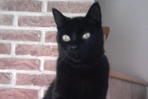 Alerte Disparition Chat Type européen Femelle , 25 ans Herstal Belgique