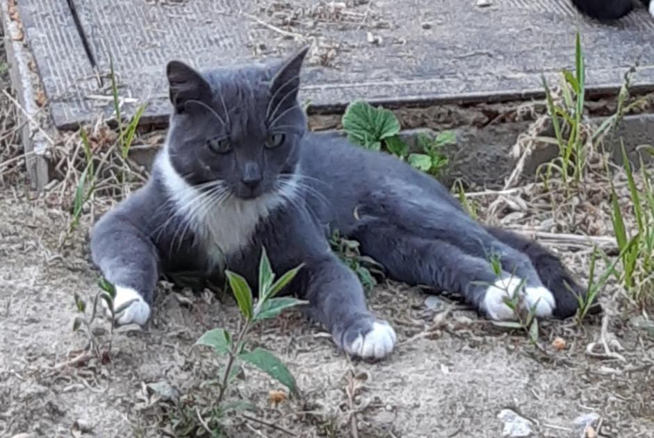 Alerte Disparition Chat Mâle , 1 ans Hannut Belgique Alerte Disparition Chat Mâle , 1 ans Hannut Belgique