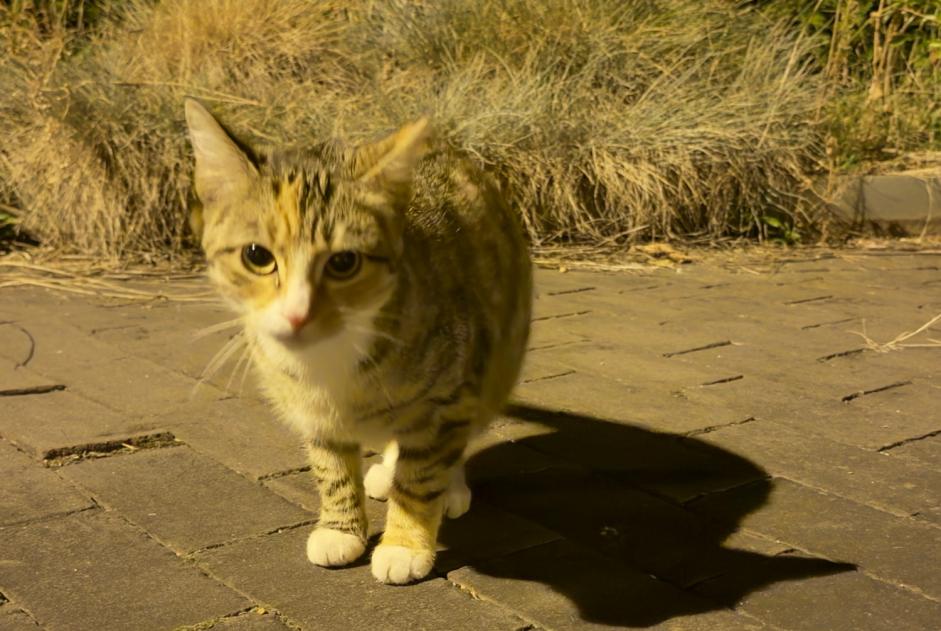 Alerte Découverte Chat Inconnu Auderghem Belgique Alerte Découverte Chat Inconnu Auderghem Belgique