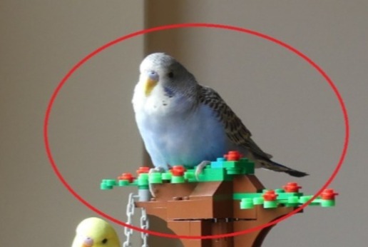 Alerte Disparition Oiseau Mâle , 2022 ans Kraainem Belgique Alerte Disparition Oiseau Mâle , 2022 ans Kraainem Belgique