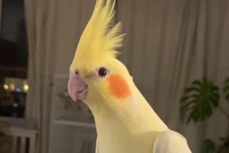 Alerte Disparition Oiseau Femelle , 2026 ans Ixelles Belgique Alerte Disparition Oiseau Femelle , 2026 ans Ixelles Belgique