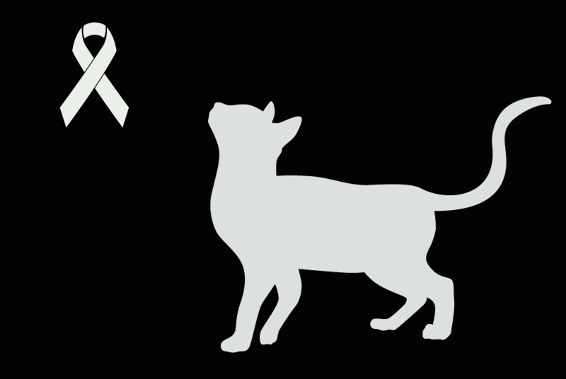 Alerte Découverte Chat Mâle Tournai Belgique Alerte Découverte Chat Mâle Tournai Belgique