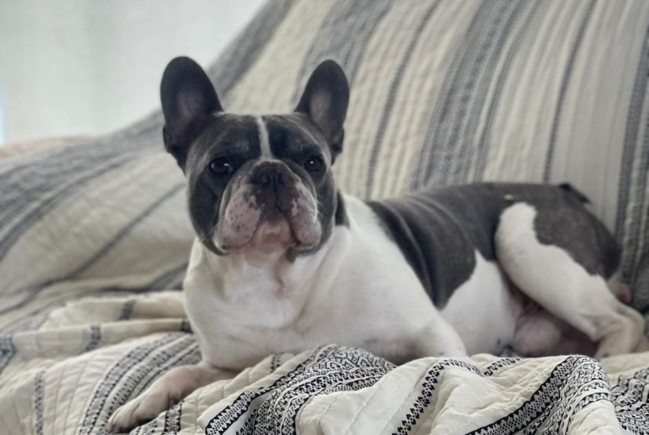 Avviso scomparsa Cane  Maschio , 10 anni Hal Belgio