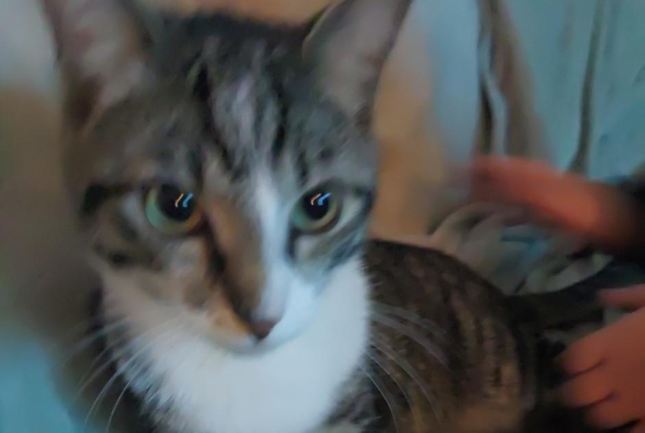 Avviso scomparsa Gatto Maschio , 1 anni Steenokkerzeel Belgio