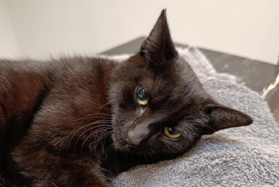 Avviso Ritrovamento Gatto Non conosciuta , Tra 9 e 12 mesi Dilbeek Belgio
