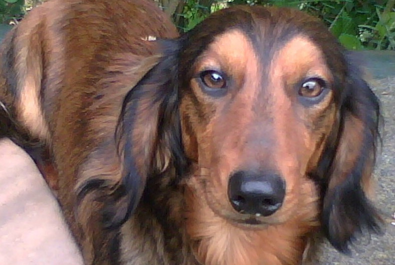 Verdwijningsalarm Hond  Mannetje , 10 jaar Rhode-Saint-Genèse België