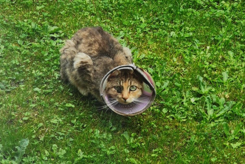 Ontdekkingsalarm Kat rassenvermenging Vrouwtje La Louvière België Ontdekkingsalarm Kat rassenvermenging Vrouwtje La Louvière België