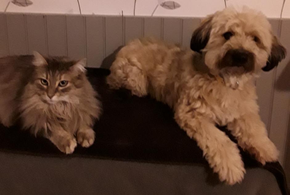 Alerta desaparecimento Cão cruzamento Macho , 9 anos Comines-Warneton Belgium