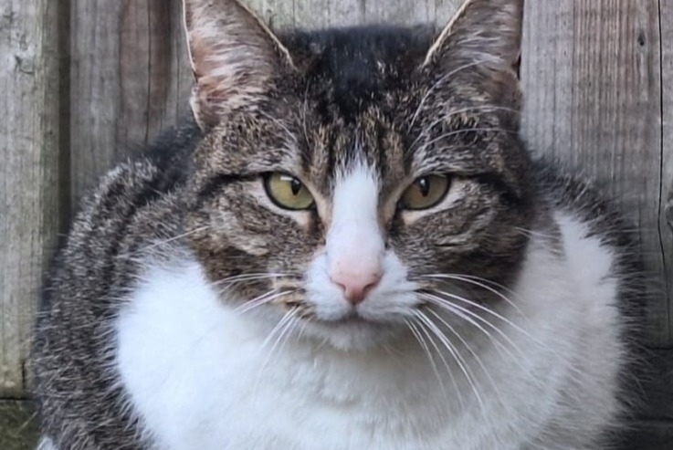 Alerta desaparecimento Gato cruzamento Macho , 5 anos Tienen Belgium Alerta desaparecimento Gato cruzamento Macho , 5 anos Tienen Belgium