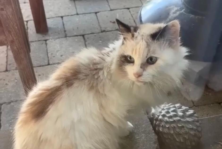 Alerta desaparecimento Gato cruzamento Fêmea , 16 anos Mettet Belgium