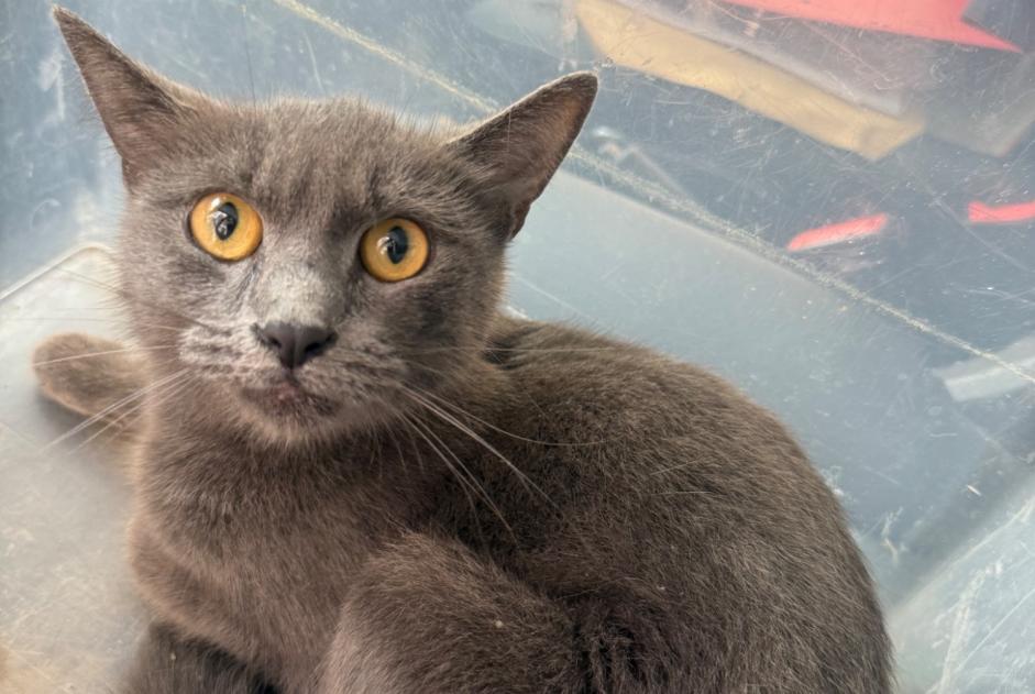 Alerta descoberta Gato Desconhecido Schaerbeek Belgium Alerta descoberta Gato Desconhecido Schaerbeek Belgium